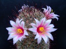 Kaktus Mammillaria sheldonii - semena