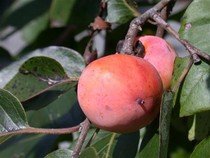 Diospyros virginiana - sazenice