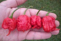 Chilli Carolina reaper - semena