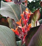 Canna indica purpurea - hlíza