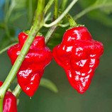 Chilli Habanero Tasmanian Red - semena