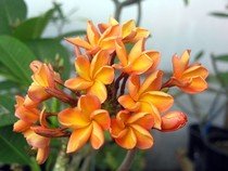 Plumeria orange - semena