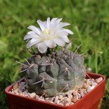 Gymnocalycium chubutense - semena