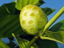 Noni citrusolistá - semena