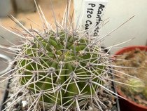 Kaktus Acanthocalycium klimpelianum  - semena