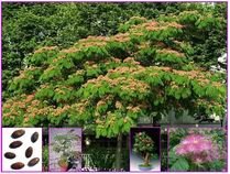 Albizia julibrissin - semena