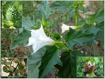 Datura Stramonium - semena