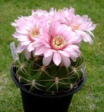 Kaktus Gymnocalycium schuetzianum FR 430