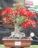 Adenium Pink - semena