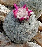 Kaktus Epithelantha micromeris - semena