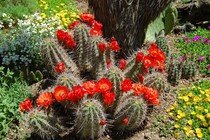 Kaktus mrazuvzdorný Echinocereus coccineus 