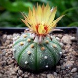 Kaktus Astrophytum asterias - semena