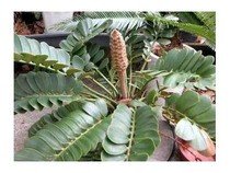 Cycas Zamia Furfuracena - naklíčená semena