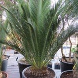 Cycas Macrozamia communis, naklíčená semena