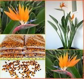 Strelitzia Reginae - naklíčená semena