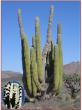 Kaktus Pachycereus pringlei - semena