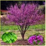 Cercis Chinensis - semena