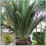 Cycas Macrozamia communis - naklíčená semena