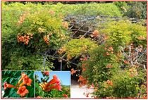 Campsis Radicans - semena