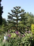 Araucaria Araucana - semena