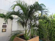 Dypsis ambositrae - naklíčená semena