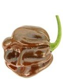 Chilli Chocolate Habanero - semena