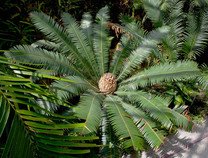 Cycas Dioon Edulis  - sazenice