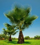 Washingtonia filifera - sazenice