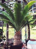  naklíčená semena Cycas Dioon Spinulosum