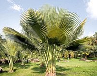 naklíčená semena palma Copernicia gigas