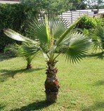 naklíčené semeno Palma Washingtonia robusta