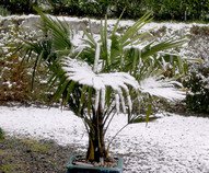 Sazenice palma Trachycarpus fortunei