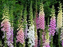 Digitalis Grandiflora - Náprstník směs barev 