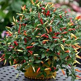 Chilli Basket of Fire F1 