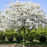 Amelanchier lamarckii - Muchovník Lamarkův