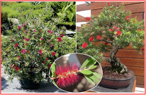 Callistemon citrinus - semena