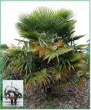 naklíčená semena palma Trachycarpus fortunei