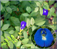 Sazenice Clitoria Ternatea